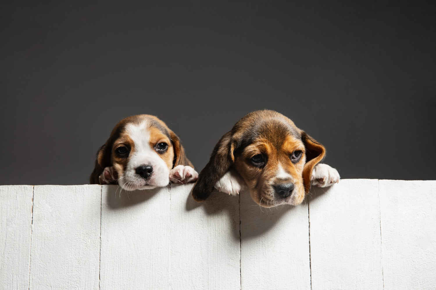 Training Your Beagle: Exploring the Effectiveness of Clicker Training